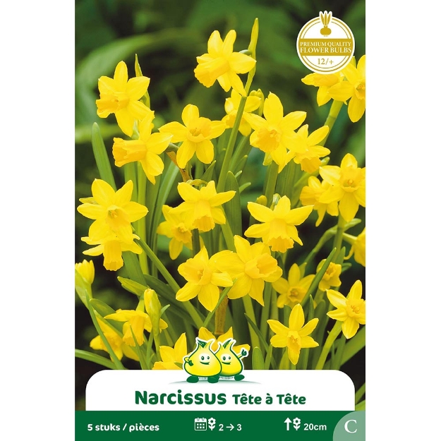 Image de Paquet BOTANIQUE NARCIS  TETE A TETE C cal :12/+
