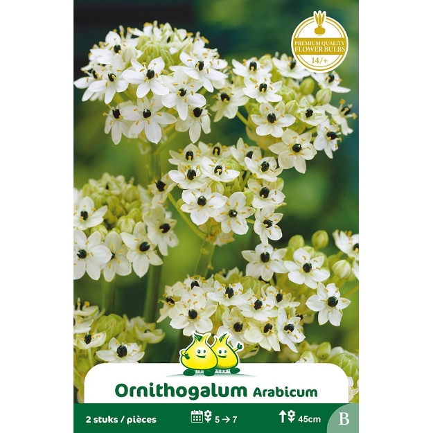 Image de Paquet ORNITHOGALUM ARABICUM B cal :14/+