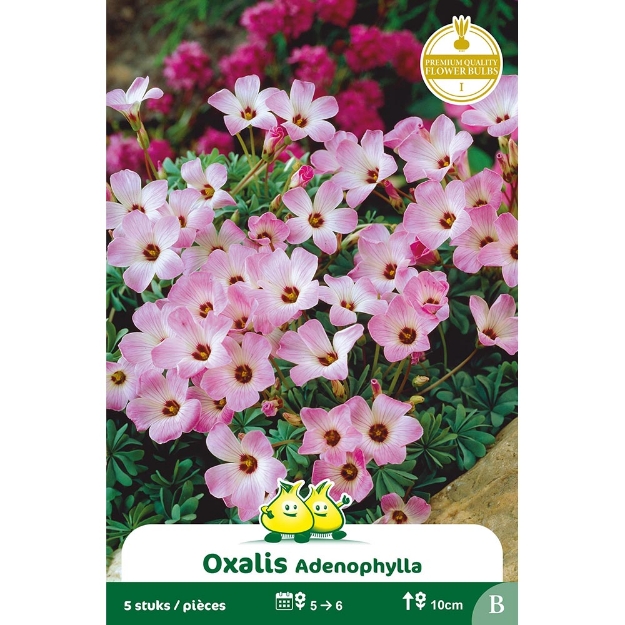 Image de Paquet OXALIS ADENOPHYLLA B cal :I