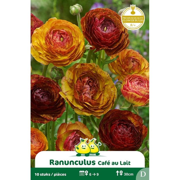Image de Paquet RANONCULUS CAFE AU LAIT cal :8/+