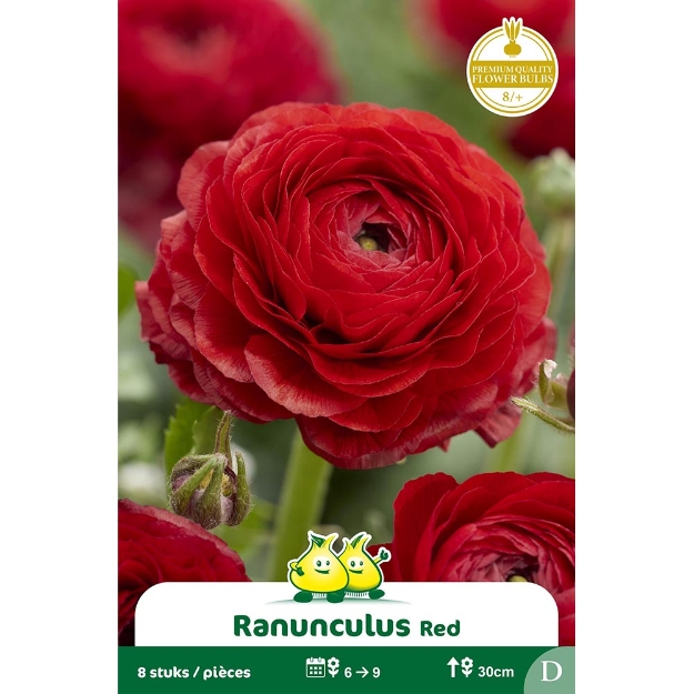 Image de Paquet RANONCULUS ROUGE cal :8/+