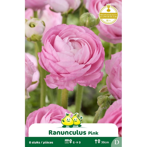 Image de Paquet RANONCULUS ROSE cal :8/+