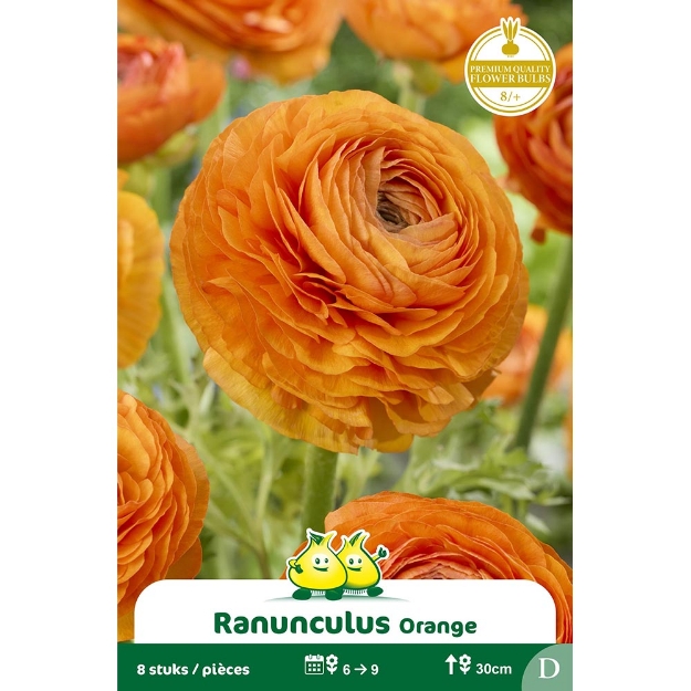 Image de Paquet RANONCULUS ORANGE cal :8/+
