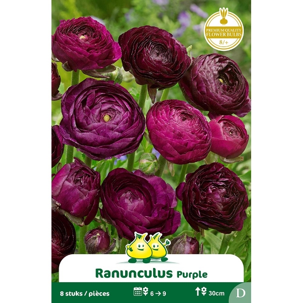 Image de Paquet RANONCULUS PAARS - MAUVE cal :8/+