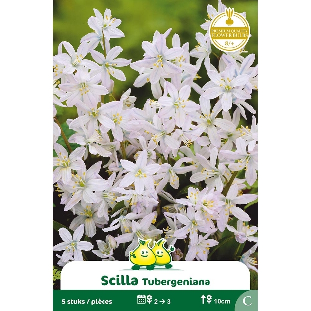 Image de Paquet SCILLA  TUBERGENIA C cal :8/+