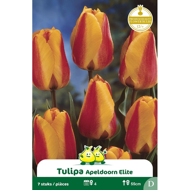 Image de Paquet DARWIN HYBRIDE APELDOORN ELITE D cal :12/+
