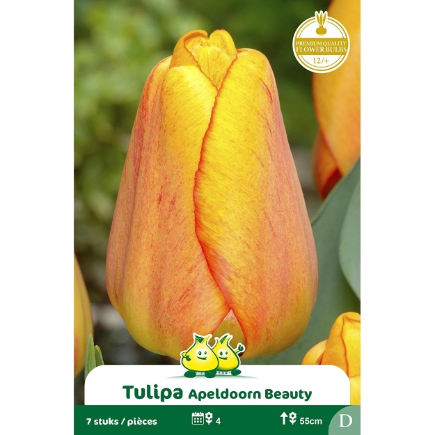 Image de Paquet DARWIN HYBRIDE BEAUTY OF APELDOORN D cal :12/+