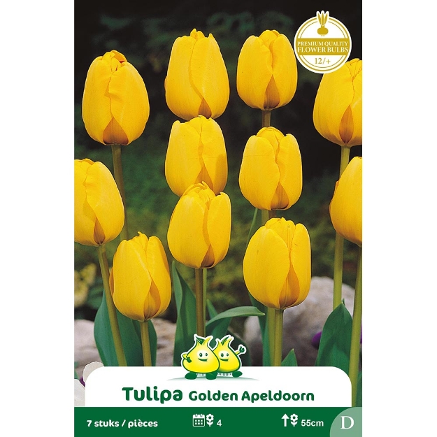Image de Paquet DARWIN HYBRIDE GOLDEN APELDOORN D cal :12/+