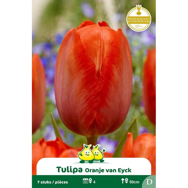 Image de Paquet DARWIN HYBRIDE ORANJE VAN EYCK D cal :12/+