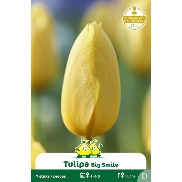 Image de Paquet SIMPLE TARDIF  BIG SMILE D cal :12/+