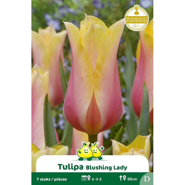 Image de Paquet SIMPLE TARDIF  BLUSHING LADY D cal :12/+