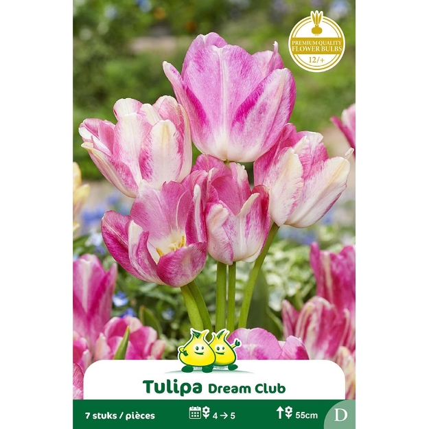 Image de Paquet SIMPLE TARDIF  DREAM CLUB D cal :12/+