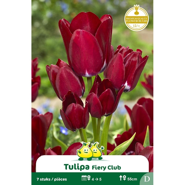 Image de Paquet SIMPLE TARDIF  FIERY CLUB D cal :12/+