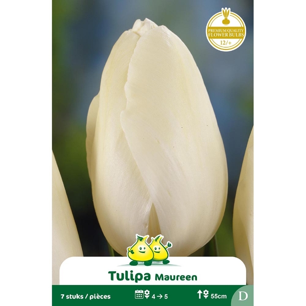 Image de Paquet SIMPLE TARDIF  MAUREEN D cal :12/+