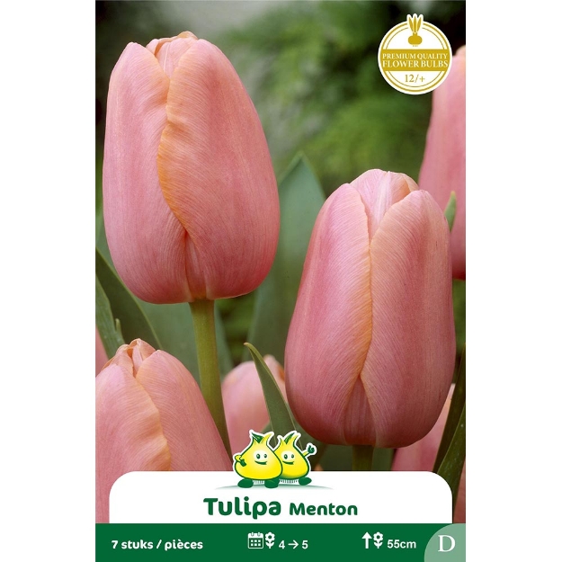 Image de Paquet SIMPLE TARDIF  MENTON D cal :12/+