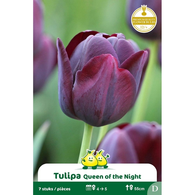 Image de Paquet SIMPLE TARDIF  QUEEN OF NIGHT D cal :12/+