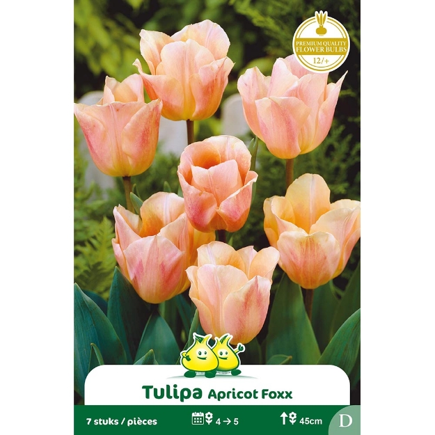 Image de Paquet TRUIMPH ABRICOT FOX D cal :12/+