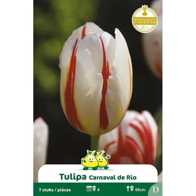Image de Paquet TRUIMPH CARNAVAL DE RIO D cal :12/+