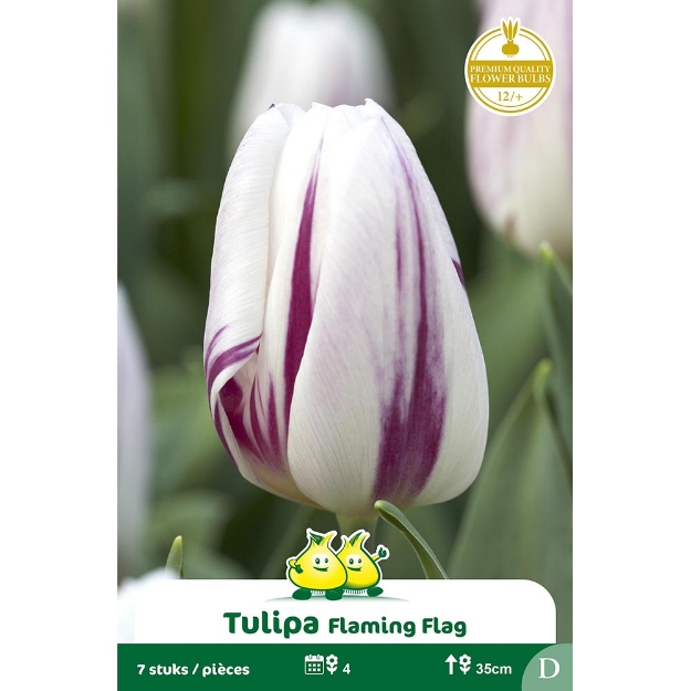 Image de Paquet TRUIMPH FLAMING FLAG D cal :12/+