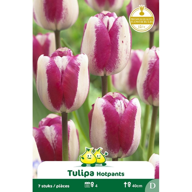 Image de Paquet TRUIMPH HOT PANTS  D cal :12/+
