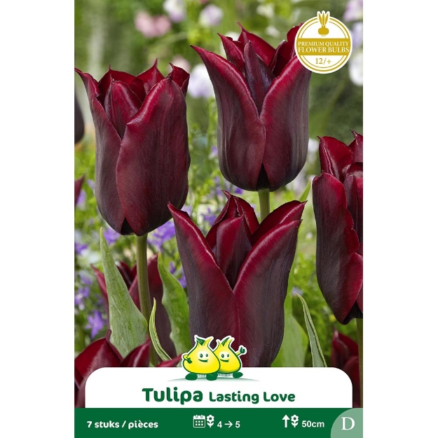 Image de Paquet TULIPA LASTING LOVE  cal :12/+