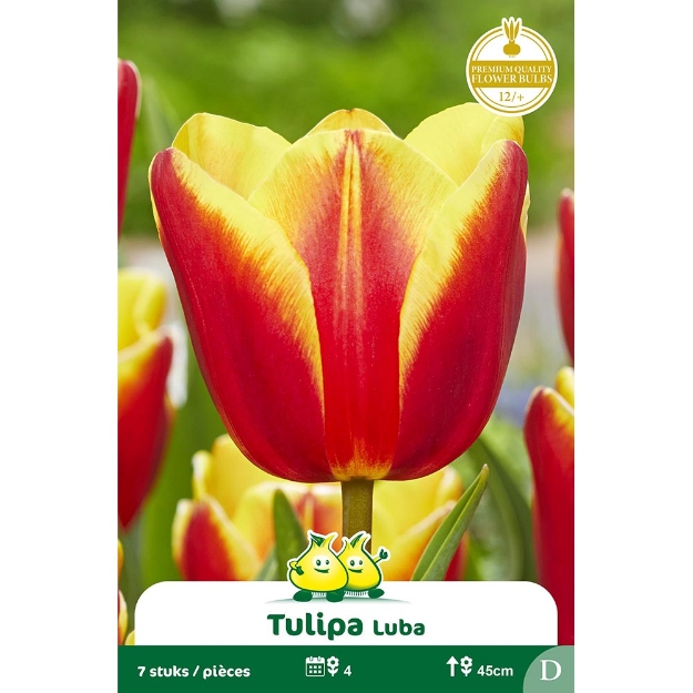 Image de Paquet TRUIMPH LUBA  D cal :12/+