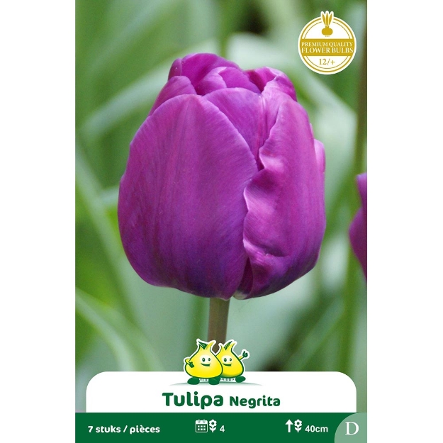 Image de Paquet TRUIMPH NEGRITA D cal :12/+