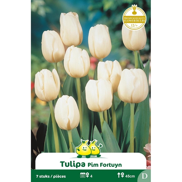 Image de Paquet TRUIMPH PIM FORTUYN  D cal :12/+