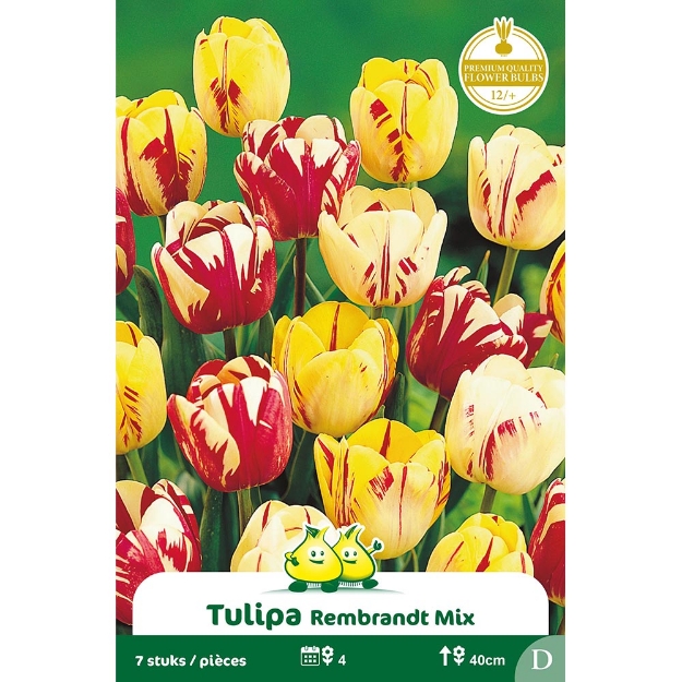 Image de Paquet TRIUMPH REMBRAND MIX 7 ST D cal :12/+