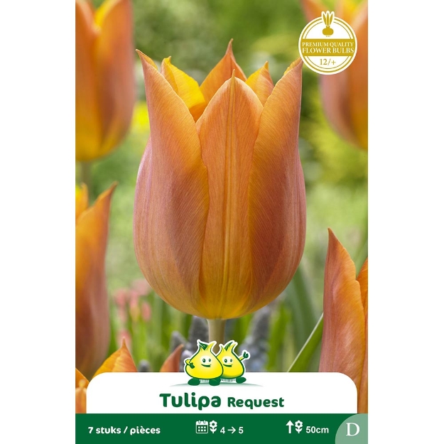 Image de Paquet TRUIMPH REQUEST  D cal :12/+