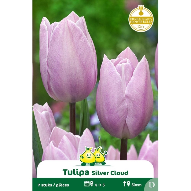 Image de Paquet TRUIMPH SILVER CLOUD  D cal :12/+