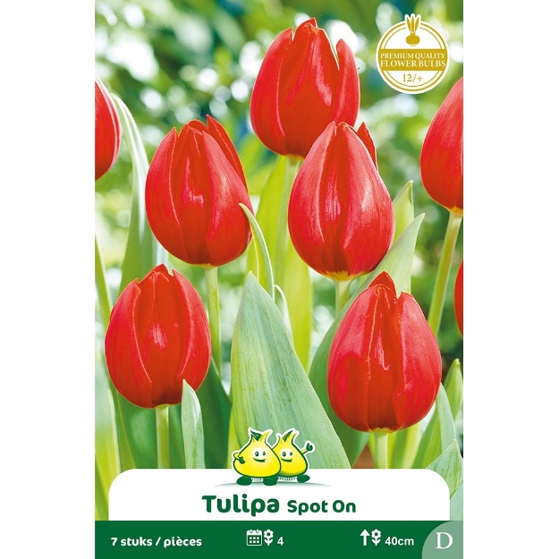 Image de Paquet TRUIMPH SPOT ON  D cal :12/+