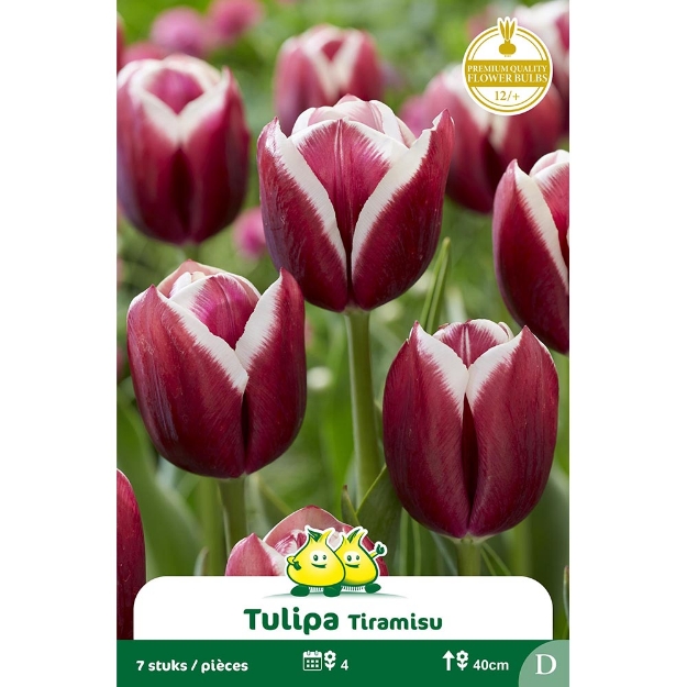 Image de Paquet TRUIMPH TIRAMISU  D cal :12/+