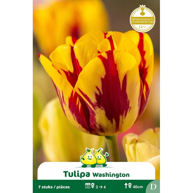 Image de Paquet TRUIMPH WASHINGTON  D cal :12/+