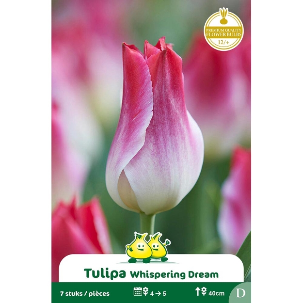 Image de Paquet TRUIMPH WISPERING DREAM  D cal :12/+