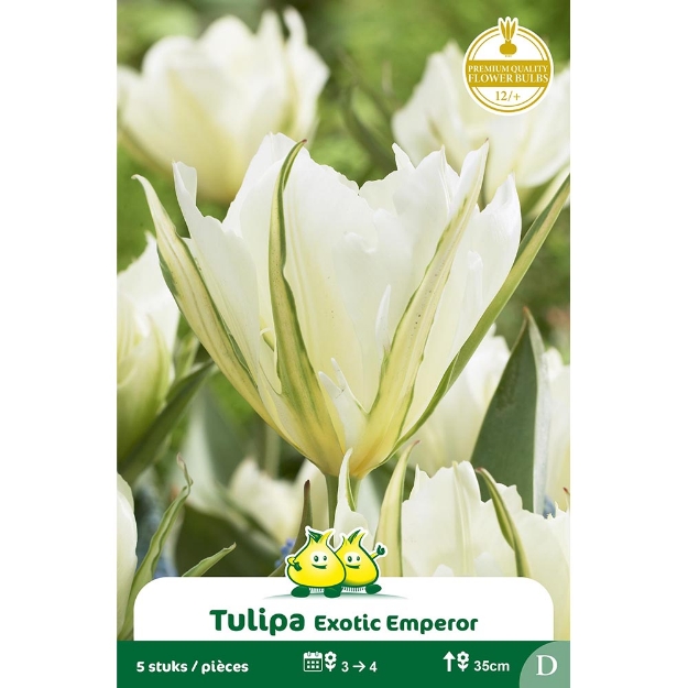Image de Paquet FOSTERIANA EXOTIC EMPEROR  D cal :12/+