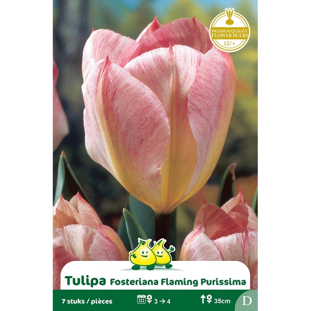 Image de Paquet FOSTERIANA FLAMING PURISSIMA cal :12/+