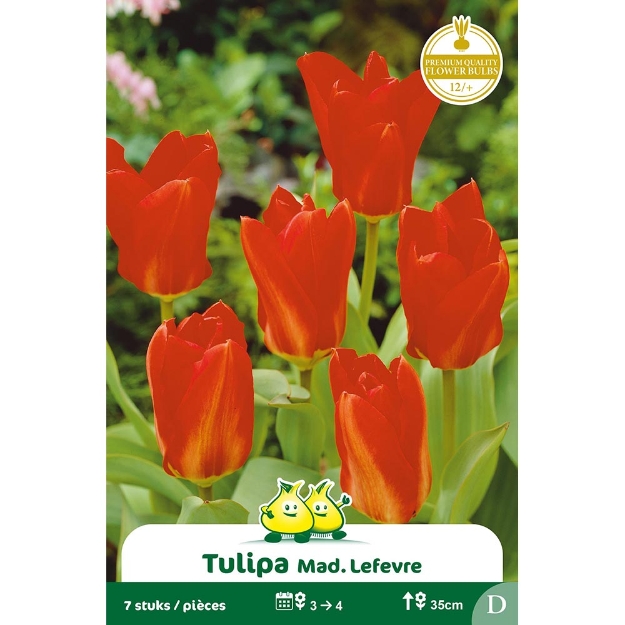 Image de Paquet FOSTERIANA MAD.LEFEBER  D cal :12/+