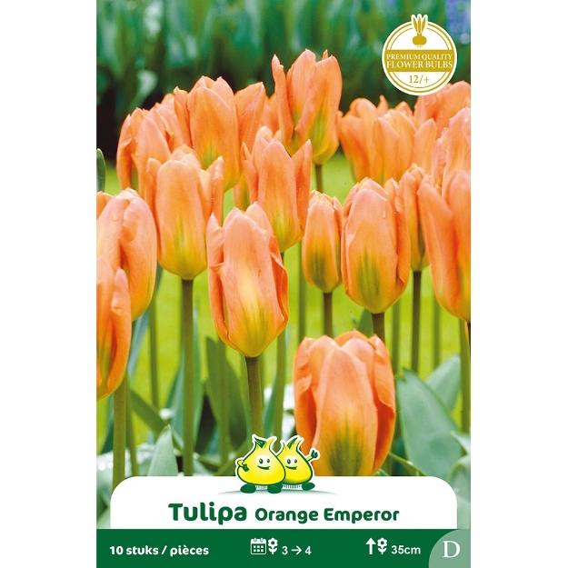 Image de Paquet FOSTERIANA ORANGE EMPEROR D cal :12/+