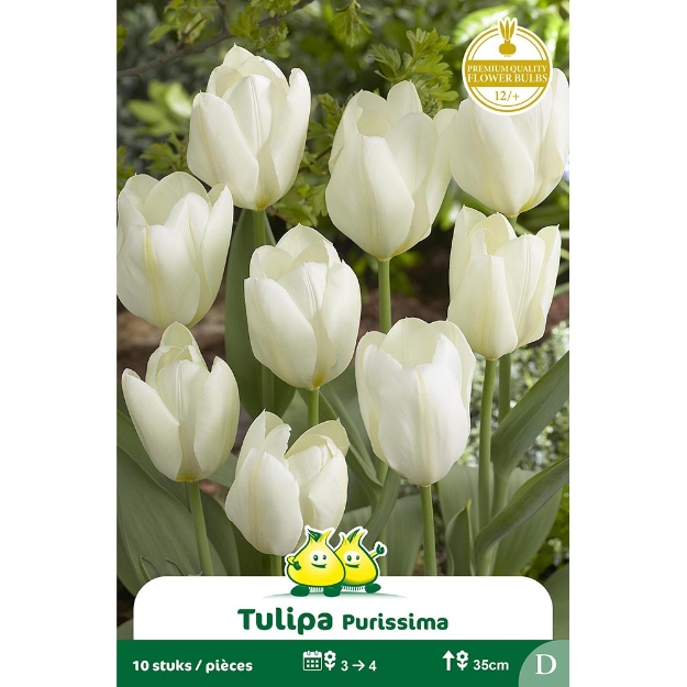 Image de Paquet FOSTERIANA PURISSIMA  D cal :12/+