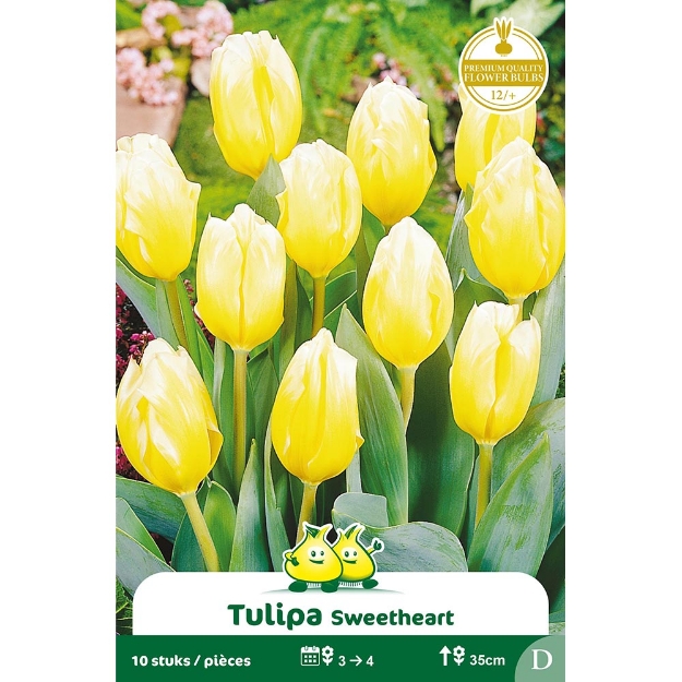 Image de Paquet FOSTERIANA SWEETHEART D cal :12/+
