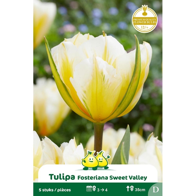 Image de Paquet FOSTERIANA SWEET VALLEY cal :12/+