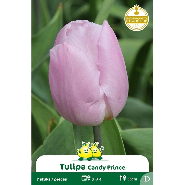 Image de Paquet CANDY PRINCE D cal :12/+
