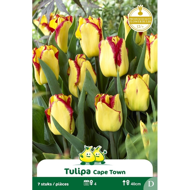 Image de Paquet TRUIMPH CAPE TOWN  D cal :12/+