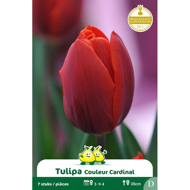 Image de Paquet HATIVE COULEUR CARDINAL D cal :12/+