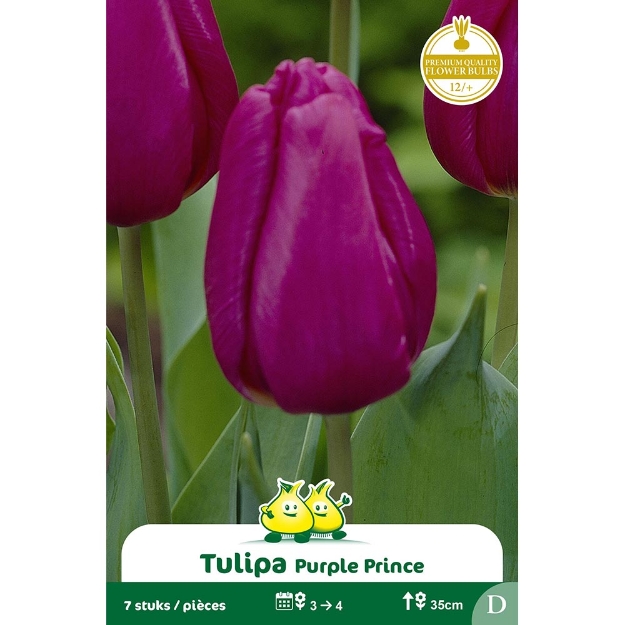 Image de Paquet HATIVE PURPLE PRNCE  D cal :12/+