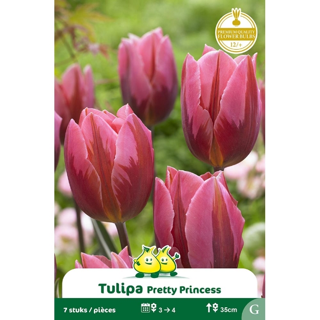 Image de Paquet HATIF PRETTY PRINCESS  cal :12/+