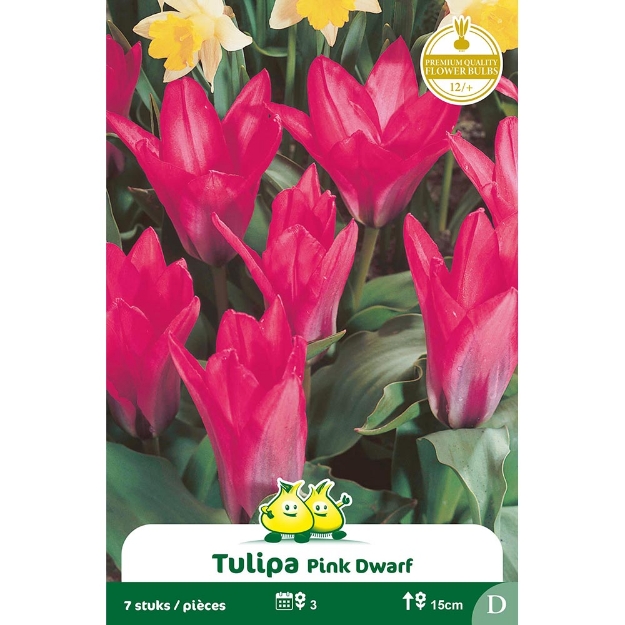 Image de Paquet KAUFMANNIANA PINK DWARF D cal :12/+