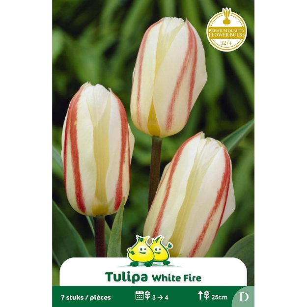 Image de Paquet GREIGII WHITE FIRE D cal :12/+