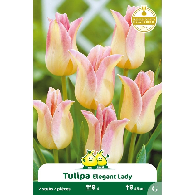Image de Paquet FLEUR DE LIS ELEGANT LADY  cal :12/+